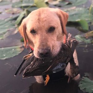 Meet your Posher, Nic